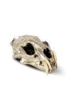 PARTS OF FOUR - Leopard Skull (CR+B) - Image 2