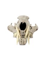 PARTS OF FOUR - Leopard Skull (CR+B) - Image 3